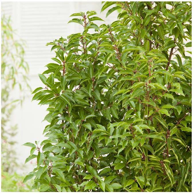 Laurier du Portugal 'Angustifolia'