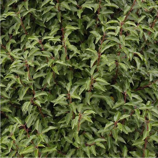 Laurier du Portugal 'Angustifolia' - Image 3