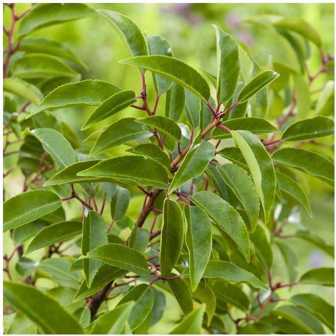 Laurier du Portugal 'Angustifolia' - Image 2
