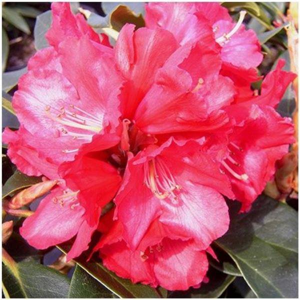 Rhododendron 'Halfdan Lem'