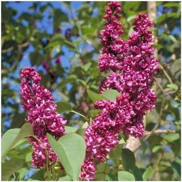 Lilas 'Charles Joly'