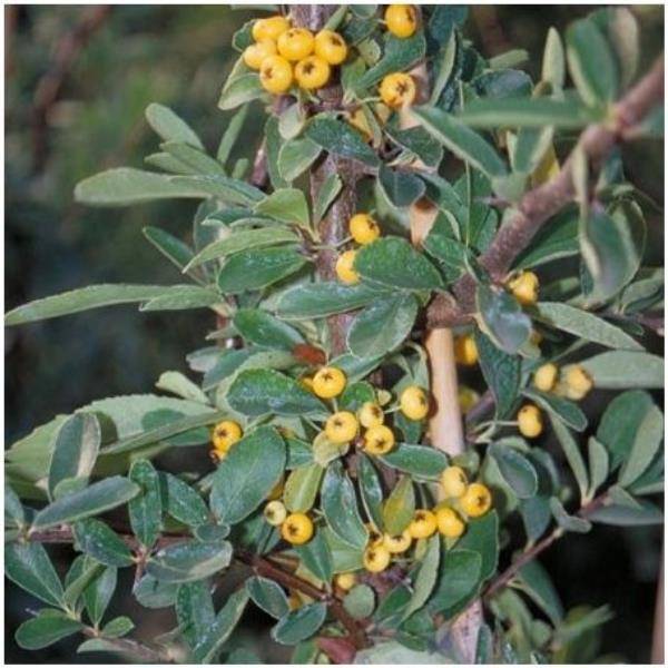 Pyracantha 'Saphyr Jaune®' Cadaune - Image 2