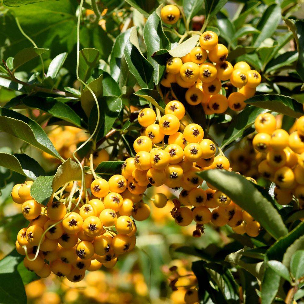 Pyracantha 'Saphyr Jaune®' Cadaune - Image 1