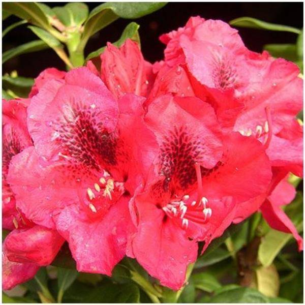 Rhododendron 'Lord Roberts' - Pot de 4 litres - Jardiland