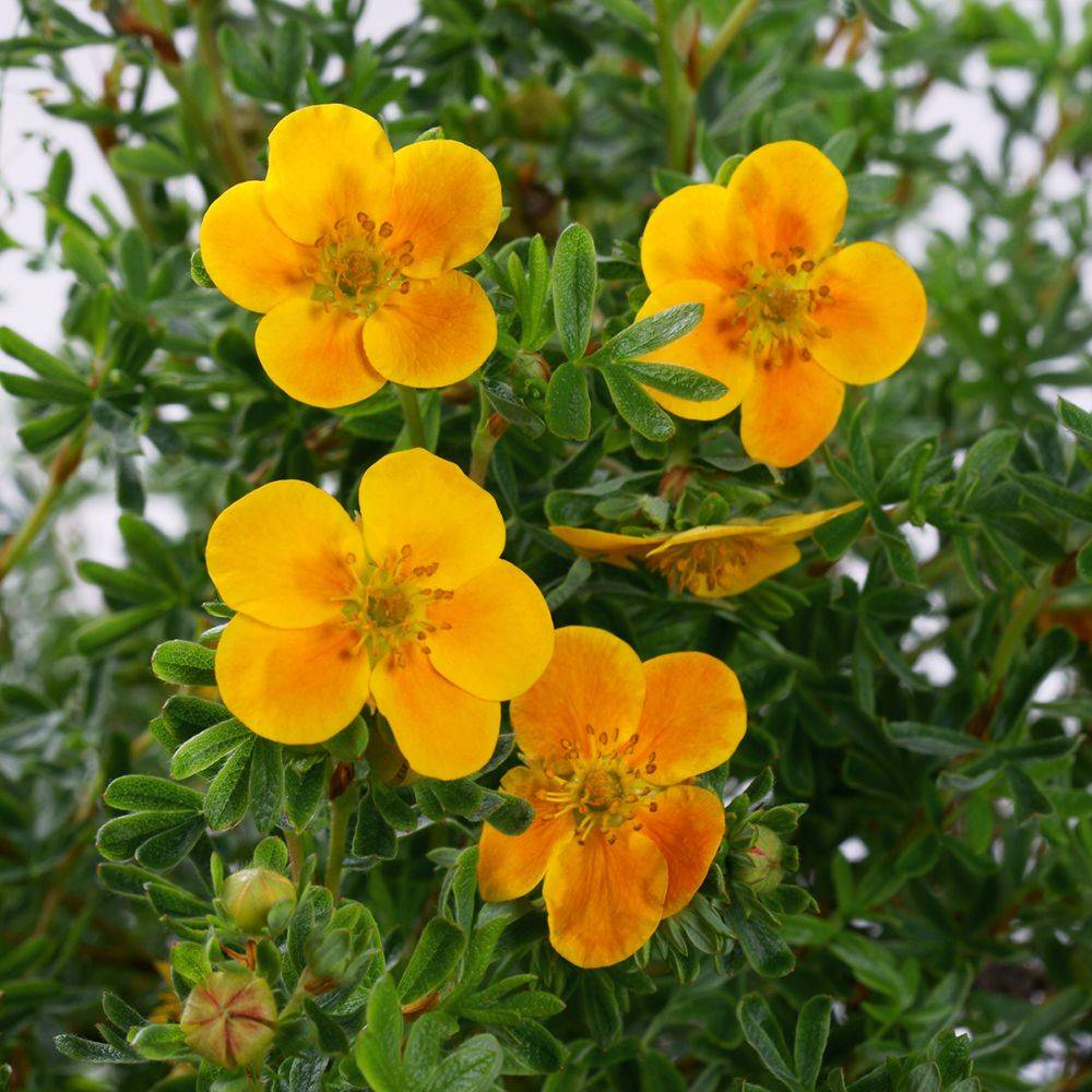 Potentille Tangerine