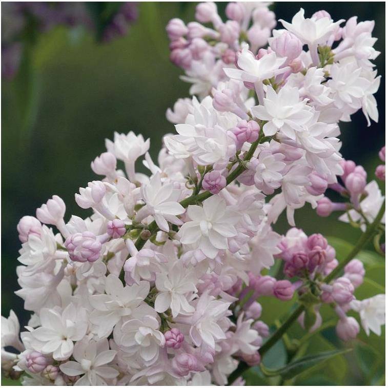 Lilas commun 'Belle de moscou' - Image 2