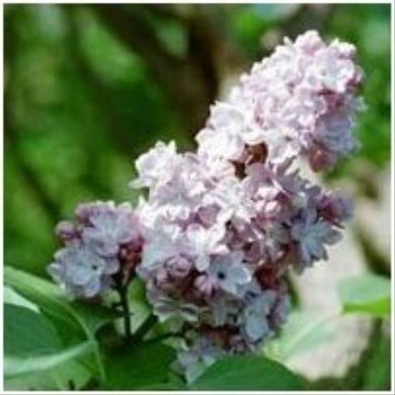 Lilas commun 'Belle de moscou' - Image 1