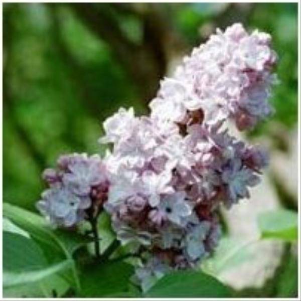 Lilas commun 'Belle de moscou'