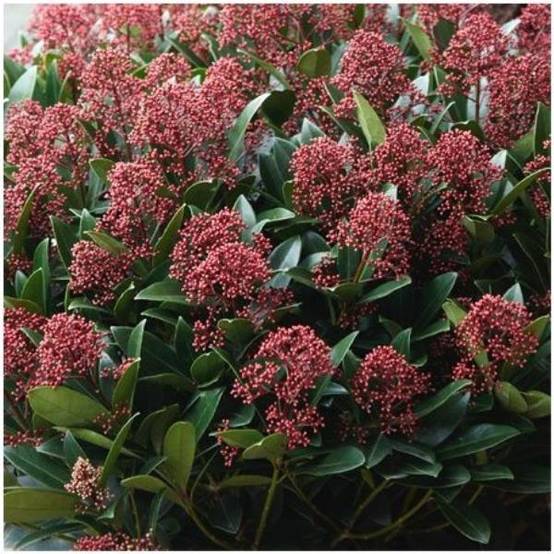Skimmia du japon Rubella - Image 4