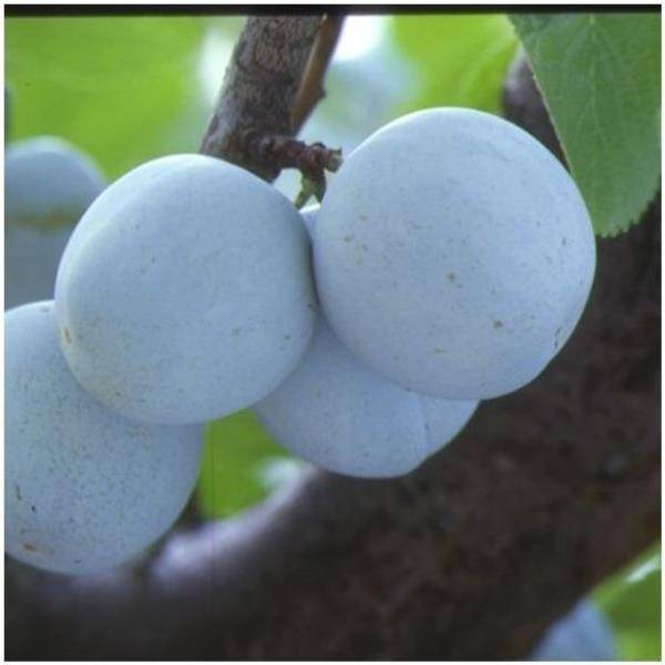 Prunier 'Reine Claude de Bavay'
