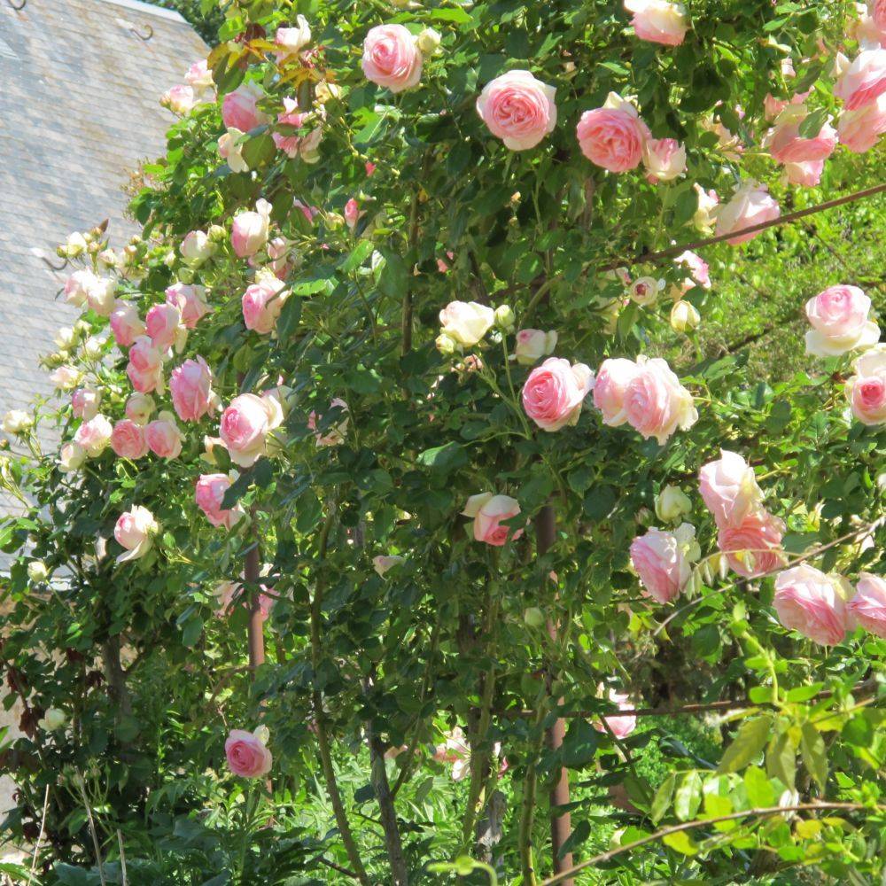 Rosier grimpant 'Pierre de Ronsard®' - Imagen 4