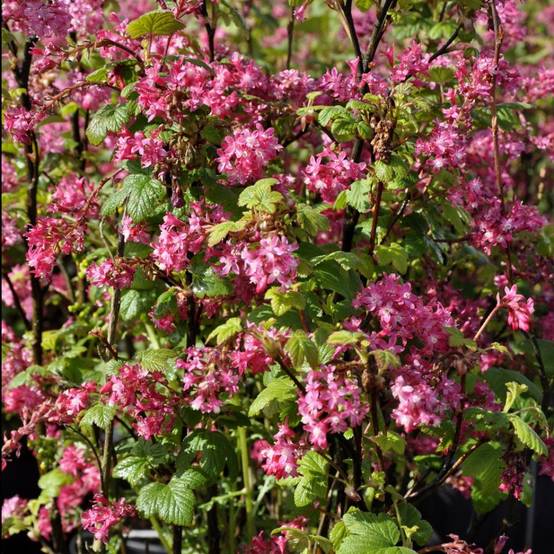 Groseillier à fleurs 'King edward VII' - Image 4