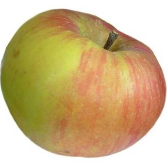 Pommier ancien 'Ontario' : taille en gobelet - Image 1