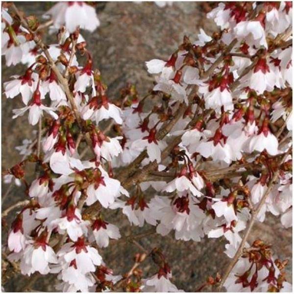 Cerisier à fleurs 'Kojo no Mai' - Cerisier du Japon nain