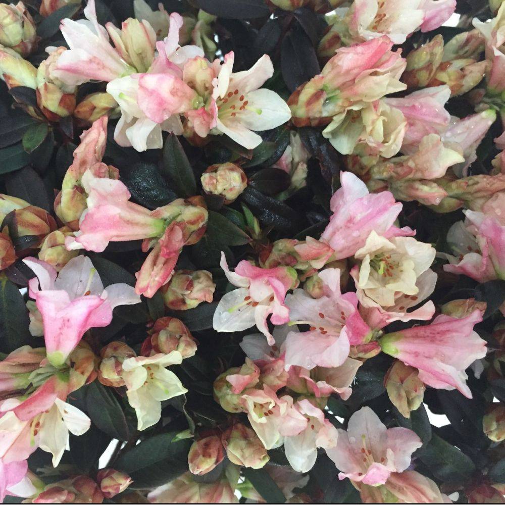 Rhododendron nain de rocaille 'Wee Bee'