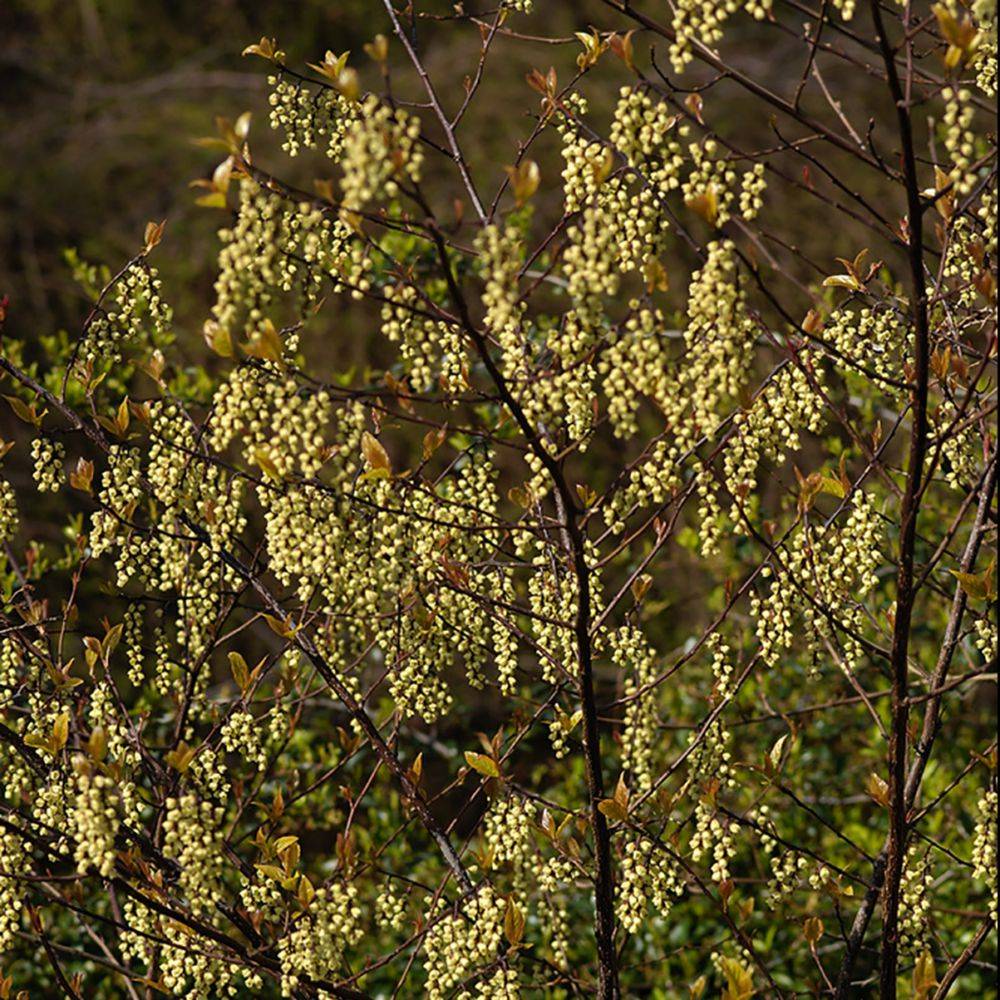 Stachyurus Joy forever - Image 3