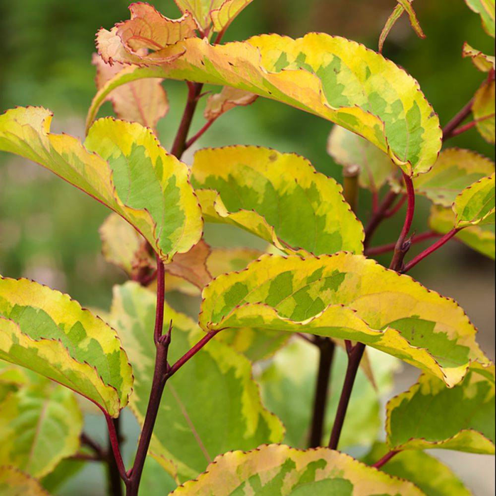 Stachyurus Joy forever - Image 2