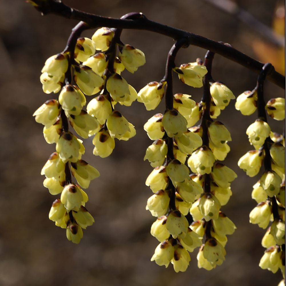 Stachyurus Joy forever - Image 1