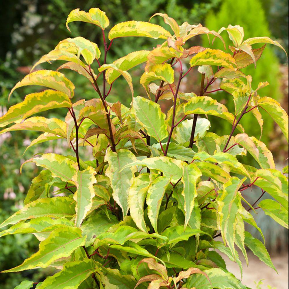 Stachyurus Joy forever - Image 4