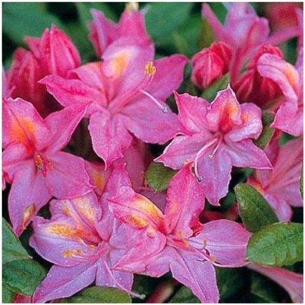 Azalée de Chine 'Jolie Madame'