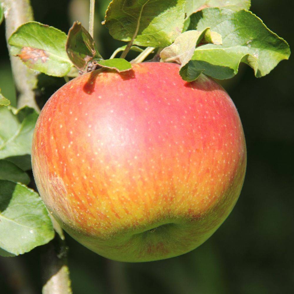 Pommier 'Reine des Reinettes' - Image 1