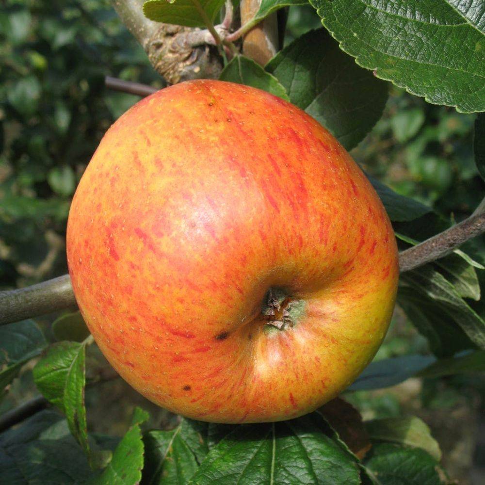 Pommier 'Reine des Reinettes' - Image 3