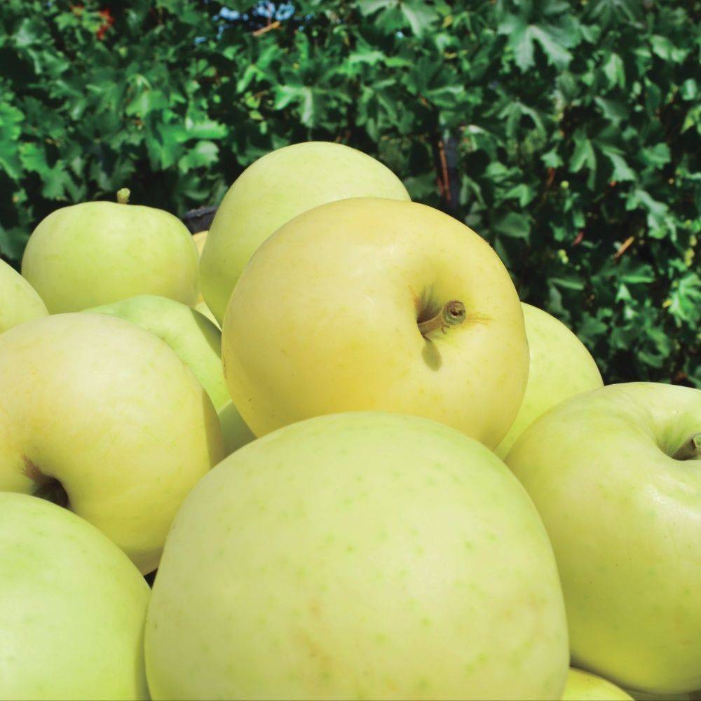 Pommier Ozark Gold - Plante Fruitière 4 Ans En Pot 26cm - Hauteur Jusqu'à 200 Cm