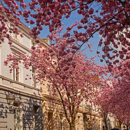 Cerisier du japon 'Kanzan' - Image 1