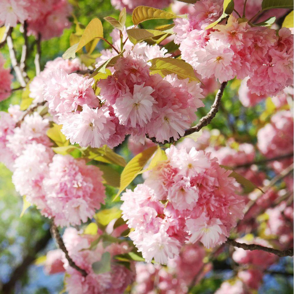 Cerisier du japon 'Kanzan' - Image 4