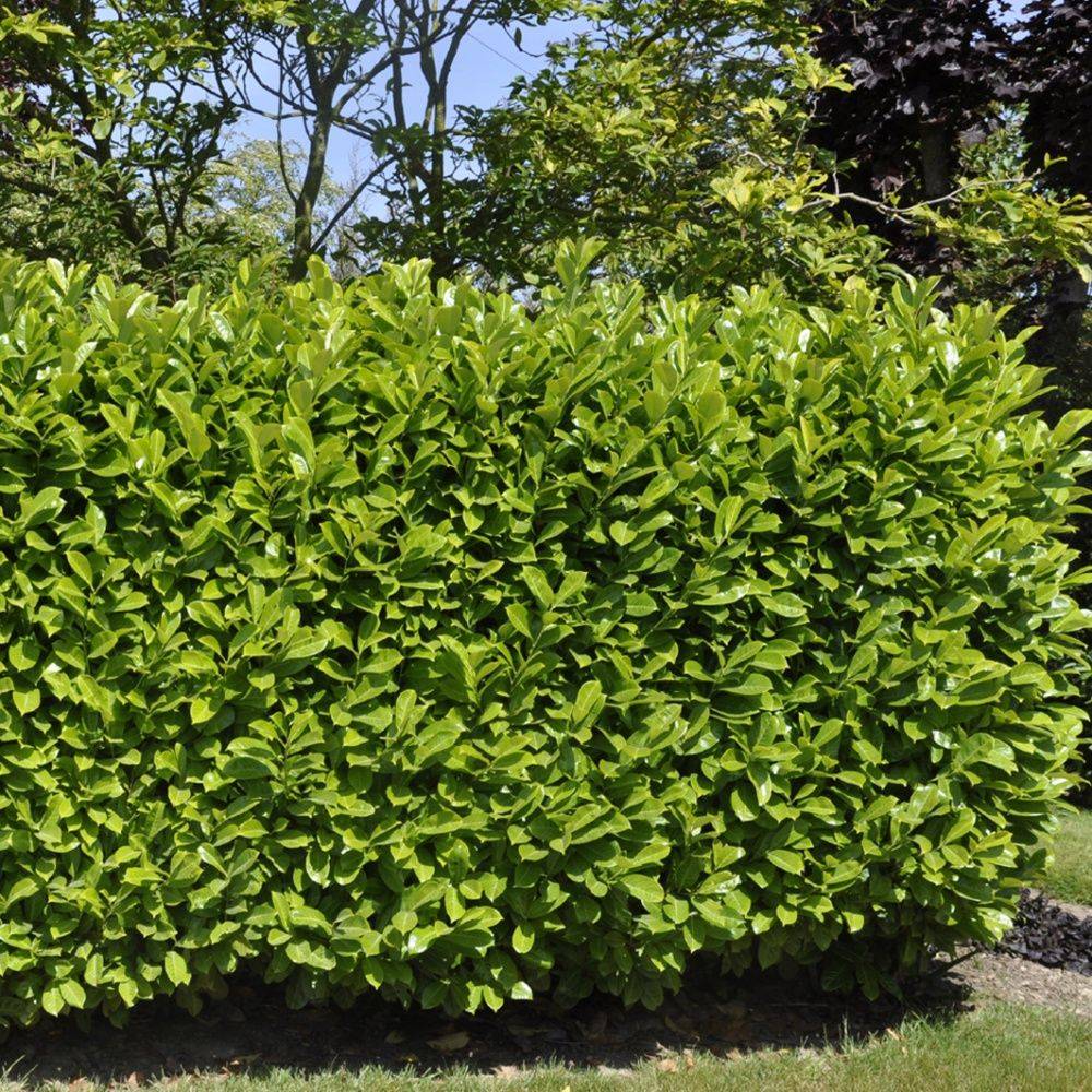Laurier-cerise 'Rotundifolia' - Image 3