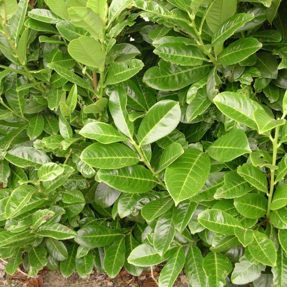 Laurier-cerise 'Rotundifolia' - Image 2