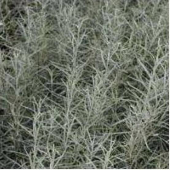 Saule à feuilles de romarin - Image 2