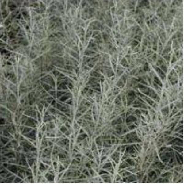 Saule à feuilles de romarin - Image 2