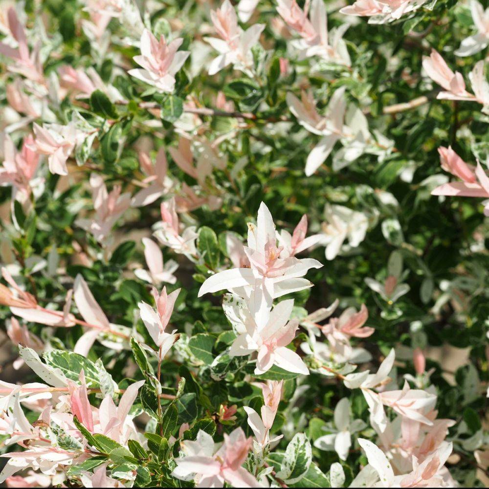 Saule crevette 'Hakuro-Nishiki' - Image 2
