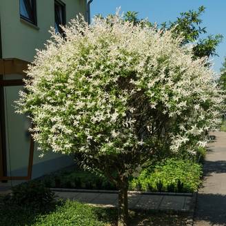 Saule crevette 'Hakuro-Nishiki'