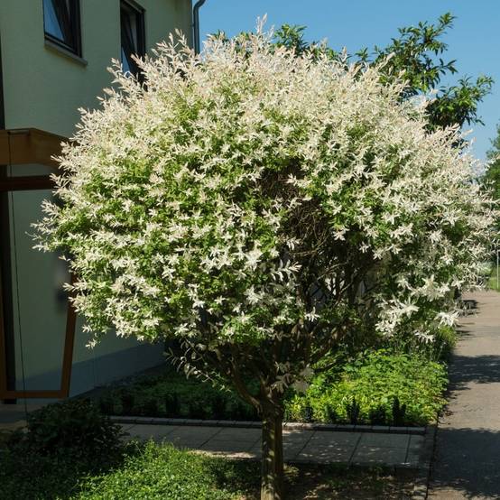 Saule crevette 'Hakuro-Nishiki' - Image 1