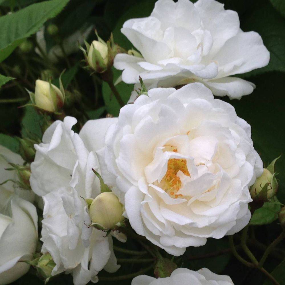 Rosier de Banks Purezza - Rosier liane