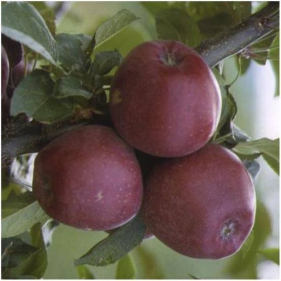 Pommier Starking Delicious : taille en demi-tige - Image 3
