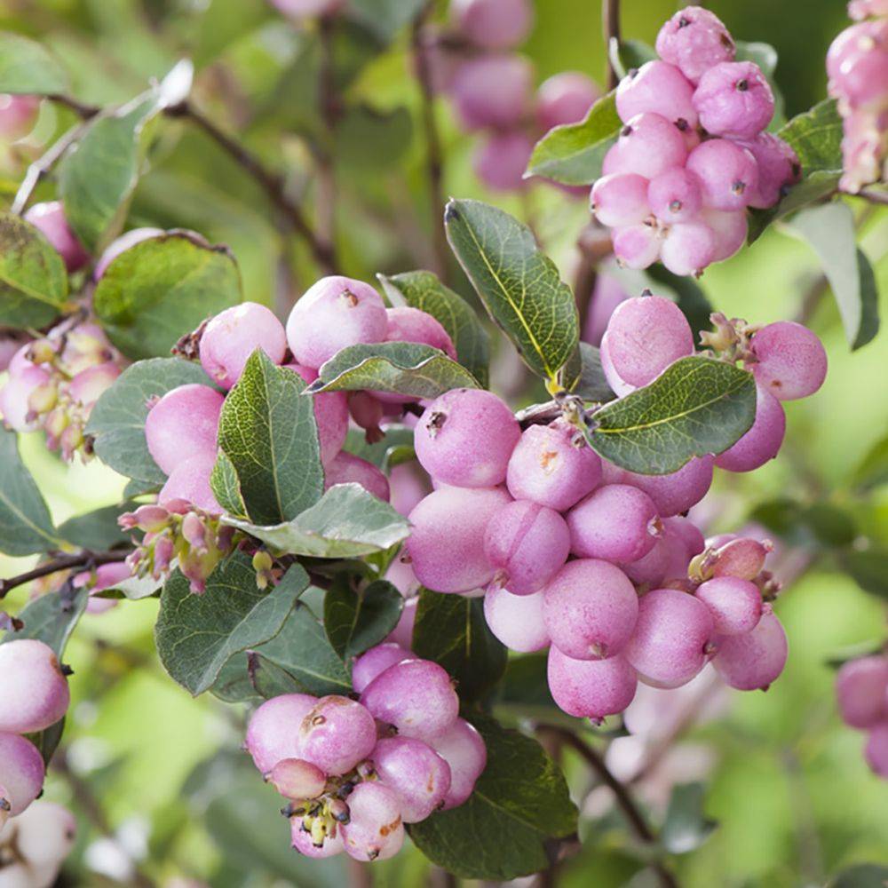 Symphorine 'Magical Candy'®