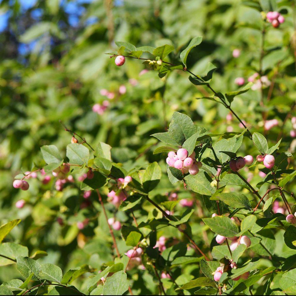 Symphorine 'Magical Sweet' ®