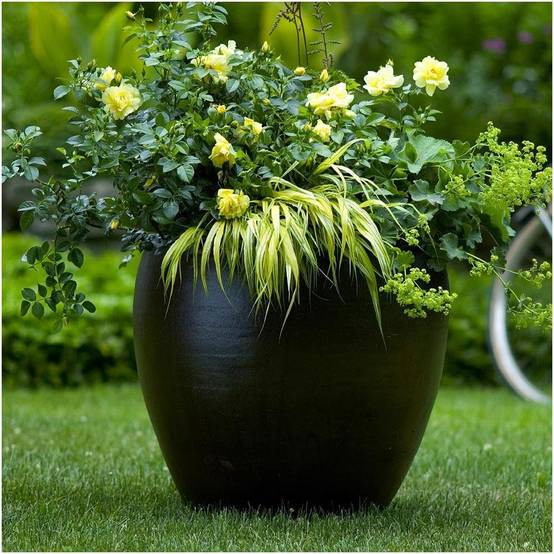Rosier Décorosier® SUNEVA® - Image 1