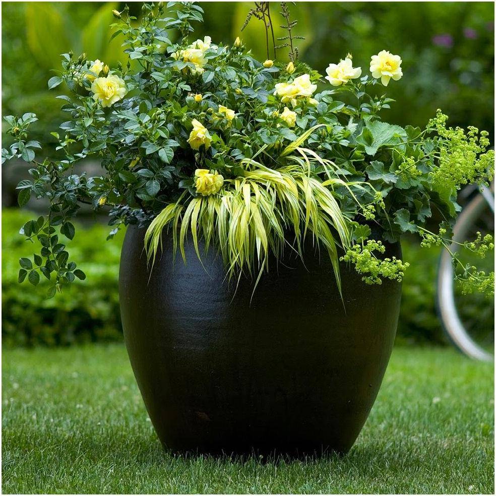 Rosier Décorosier® SUNEVA®