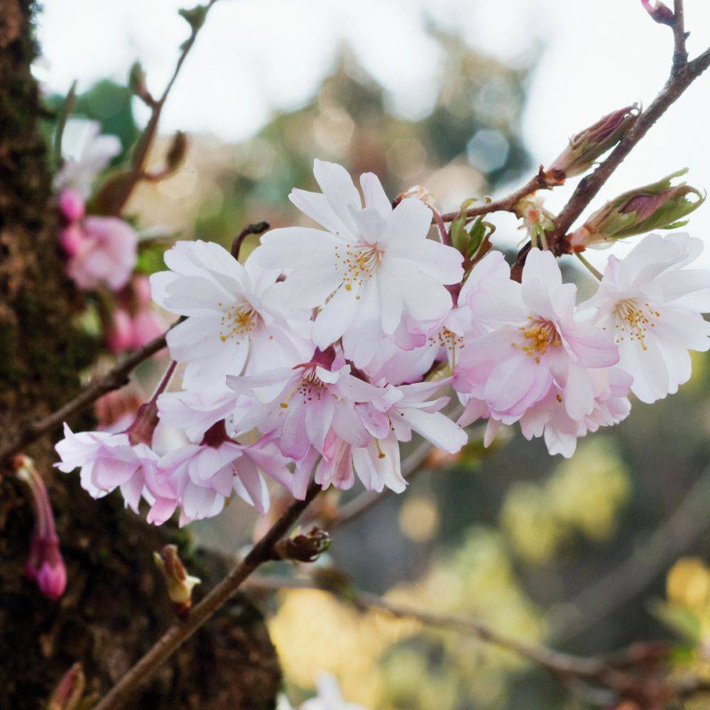 Cerisier à fleurs 'Autumnalis Rosea' - Image 1