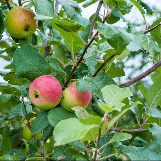 Pommier 'Rambour d'hiver'