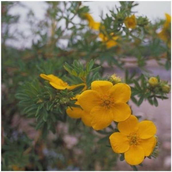 Potentille fruticosa 'Goldfinger'