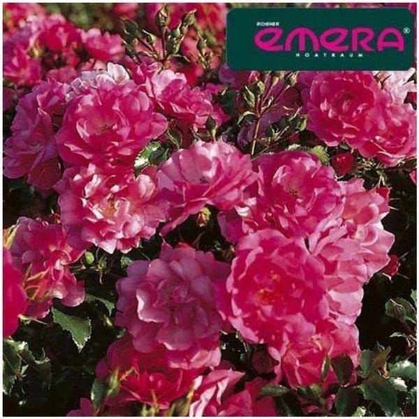 Rosier Décorosier® EMERA®