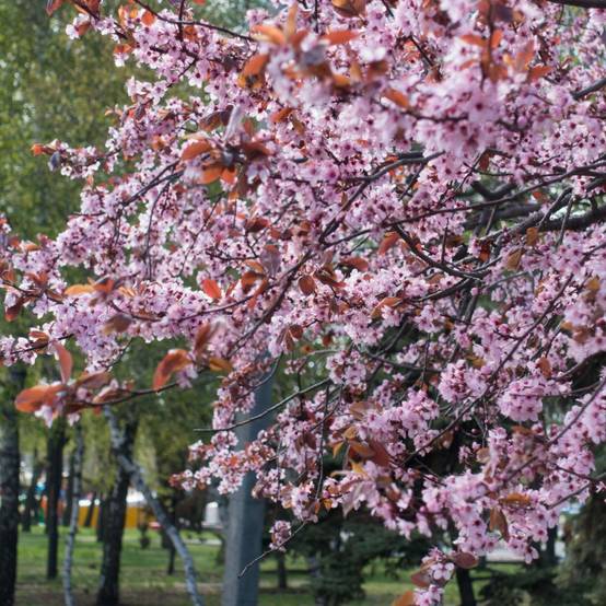 Prunus 'Pissardii' - Image 1
