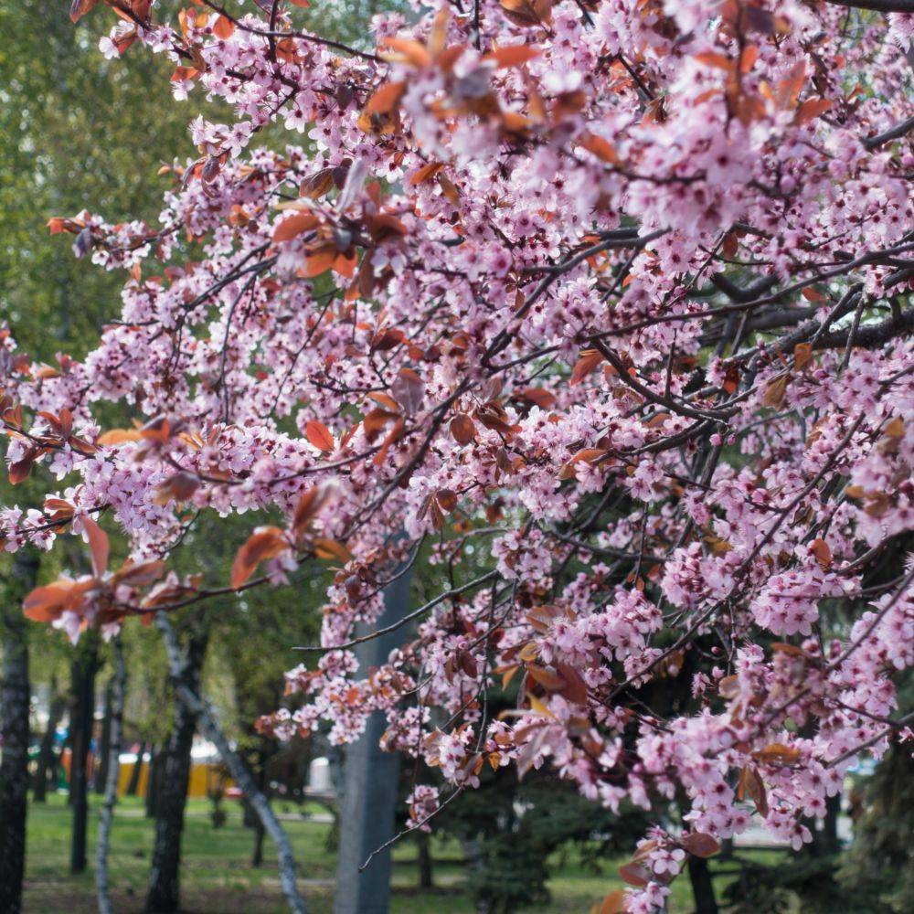 Prunus 'Pissardii'