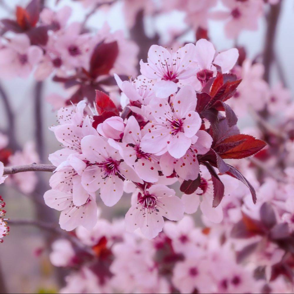 Prunus 'Pissardii' - Imagen 2