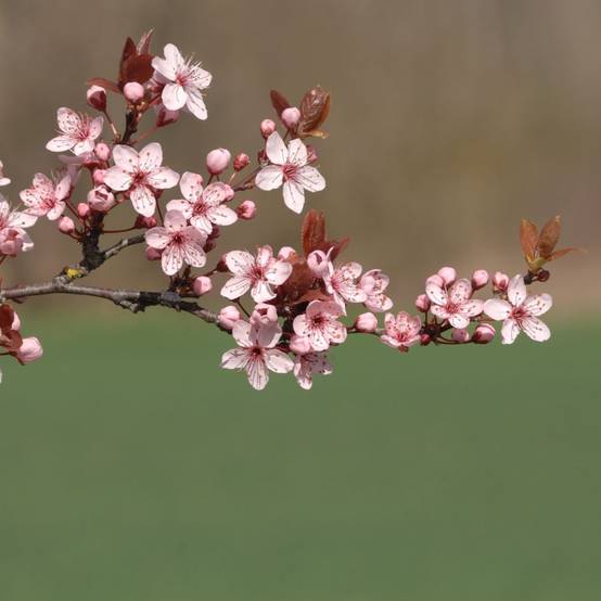 Prunus 'Pissardii' - Image 3